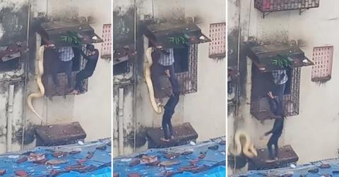 Screenshots from video of python snake hanging from window.