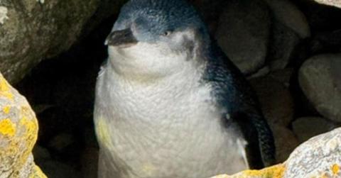 A Little Blue Penguin travelled 5,000 miles to reach Falkland Islands (Cover Image Source: Instagram | @estancia_excursions)