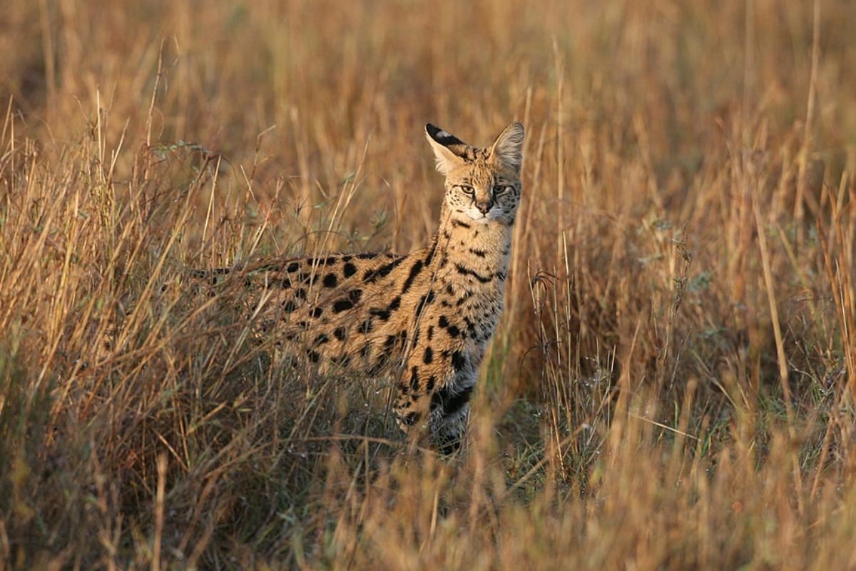 Wild serval in grasslands