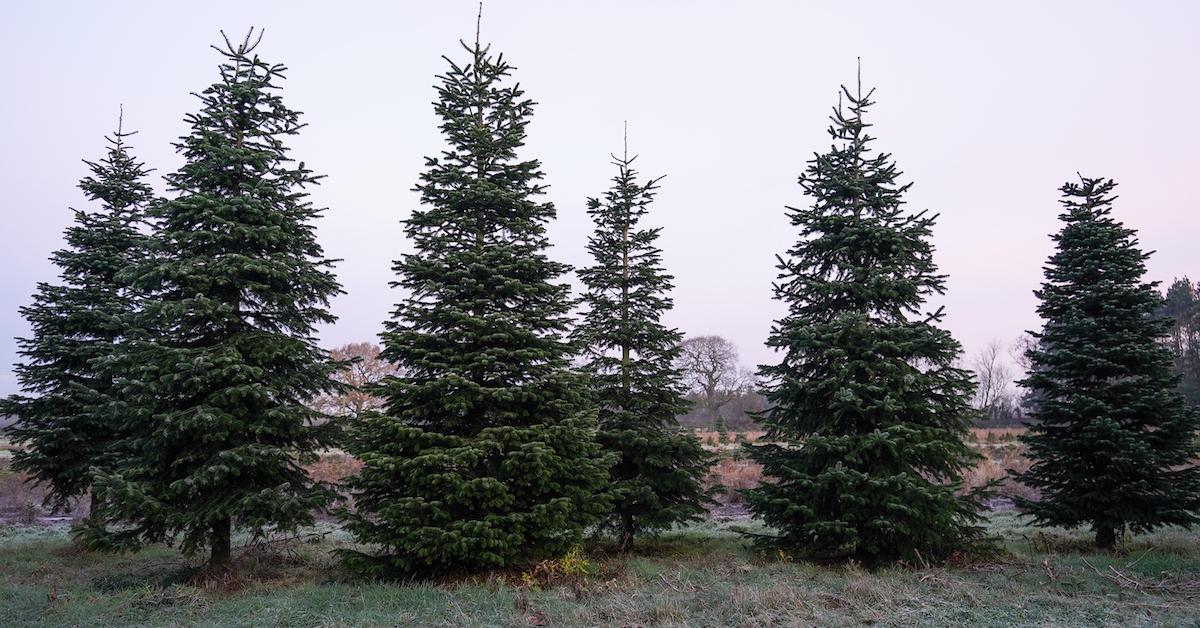 As climate warms, that perfect Christmas tree may depend on growers'  ability to adapt