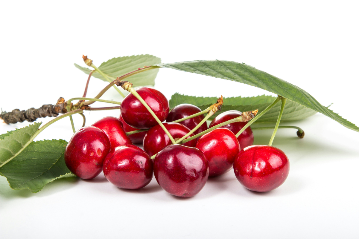 A clump of cherries sits attached to a branch and leaves