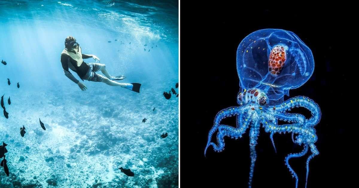 (L) A diver exploring the animals on the sea floor. (R) A transparent octopus found in the ocean's twilight zone. (Representative Cover Image Source: (L) Pexels | Miles Hardacre, (R) Pixabay | Edgar117)