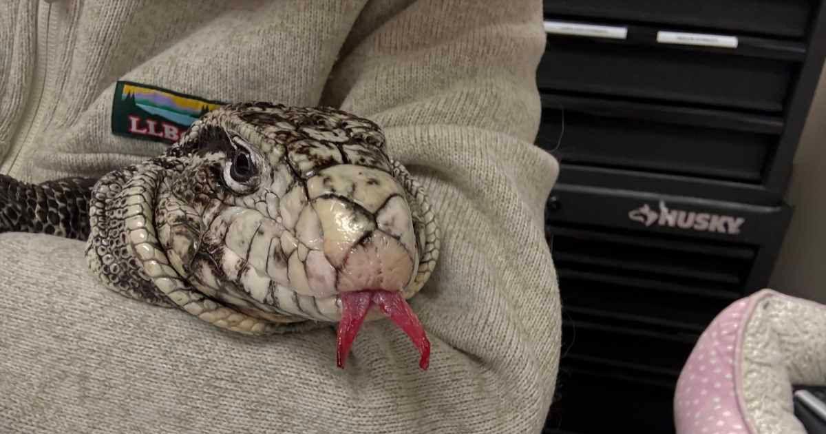 Tegu spotted in Rhode Island (Cover Image Source: Facebook | New England Wildlife Center)