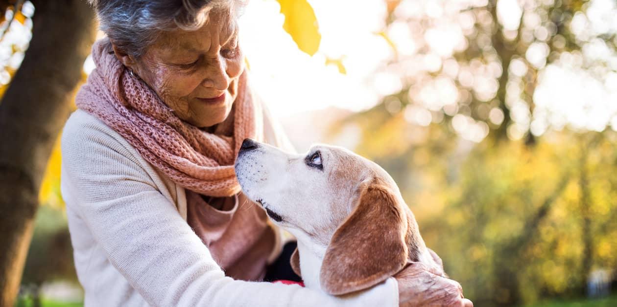 Elderly person and older Beagle gazing lovingly at one another