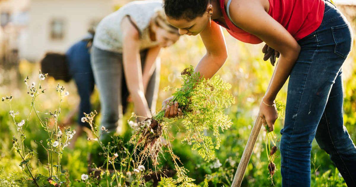 A group of gardeners is removing weeds in the community garden. (Representative Cover Image Source: Getty Images | Tom Werner)