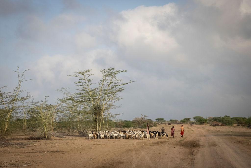 Pastoralism Examples