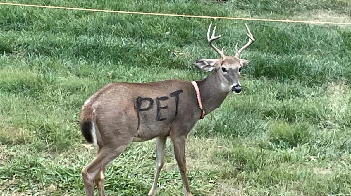 Can You Keep a Deer As a Pet? Wild Animals Should Stay Put