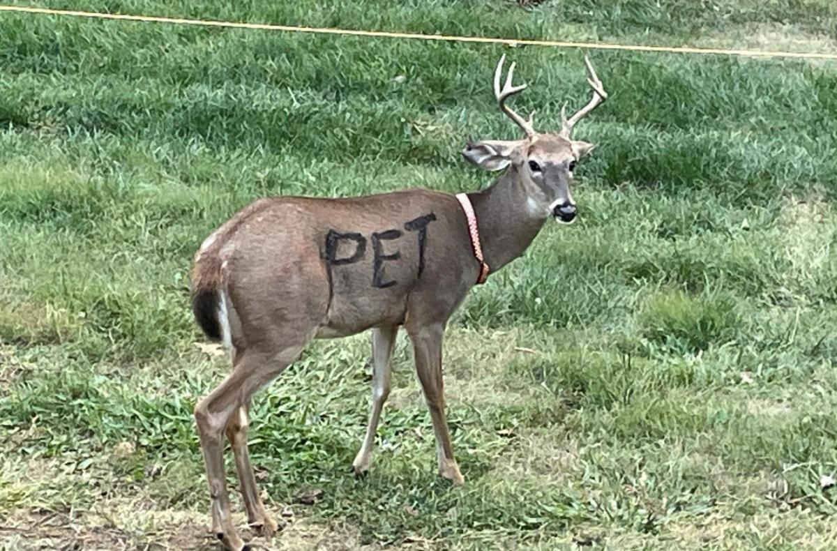 Can You Keep A Deer As A Pet Wild Animals Should Stay Put can-you-keep-a-deer-as-a-pet-wild-animals-should-stay-put