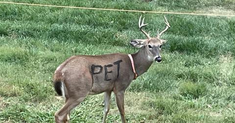deer wearing a collar, with "PET" spray-painted on body