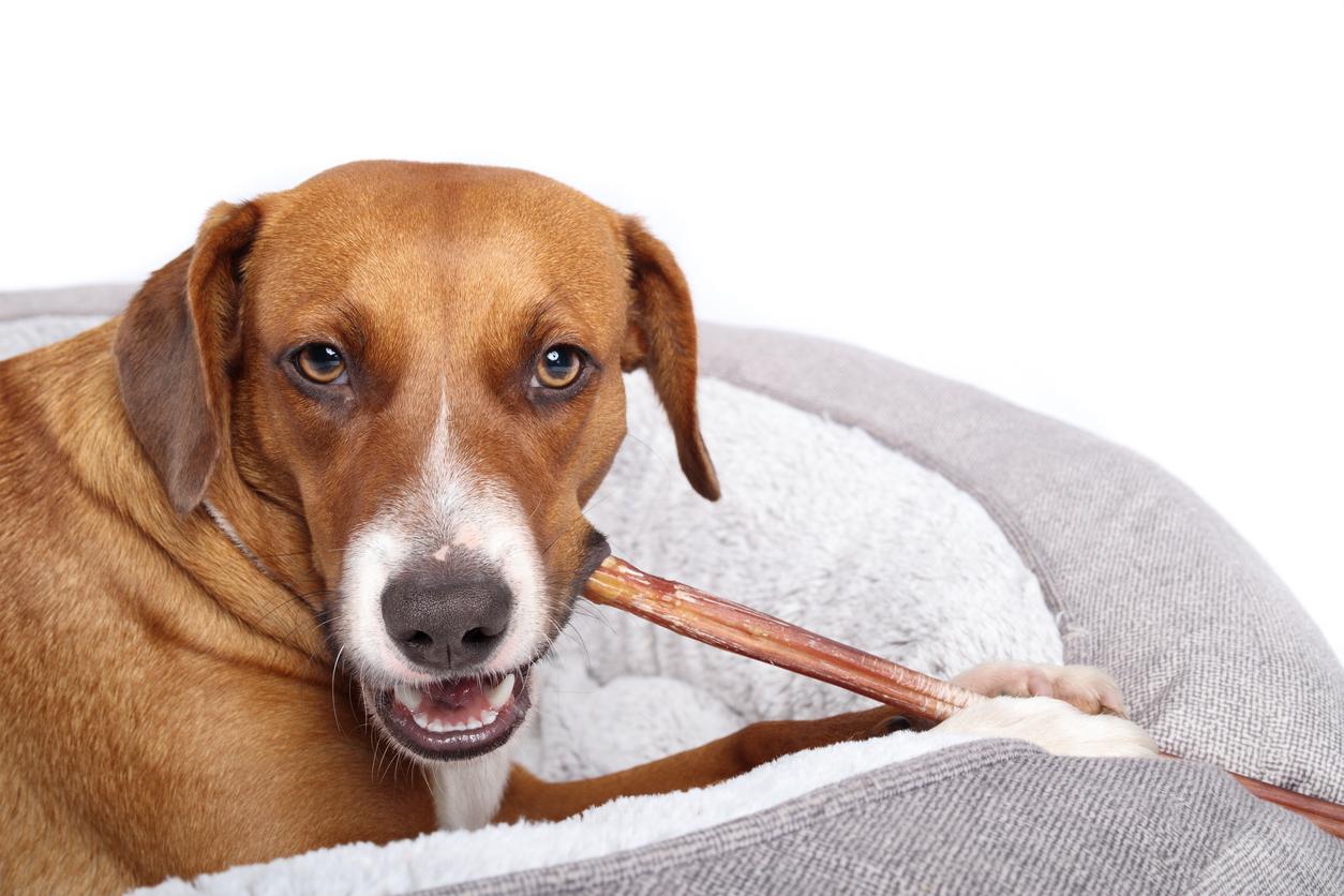 A dog smiles at the camera while laying in a dog bed and chewing on a bully stick.