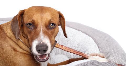 Are Bully Sticks Safe for Dogs? Why Some Vets Don't Recommend Them