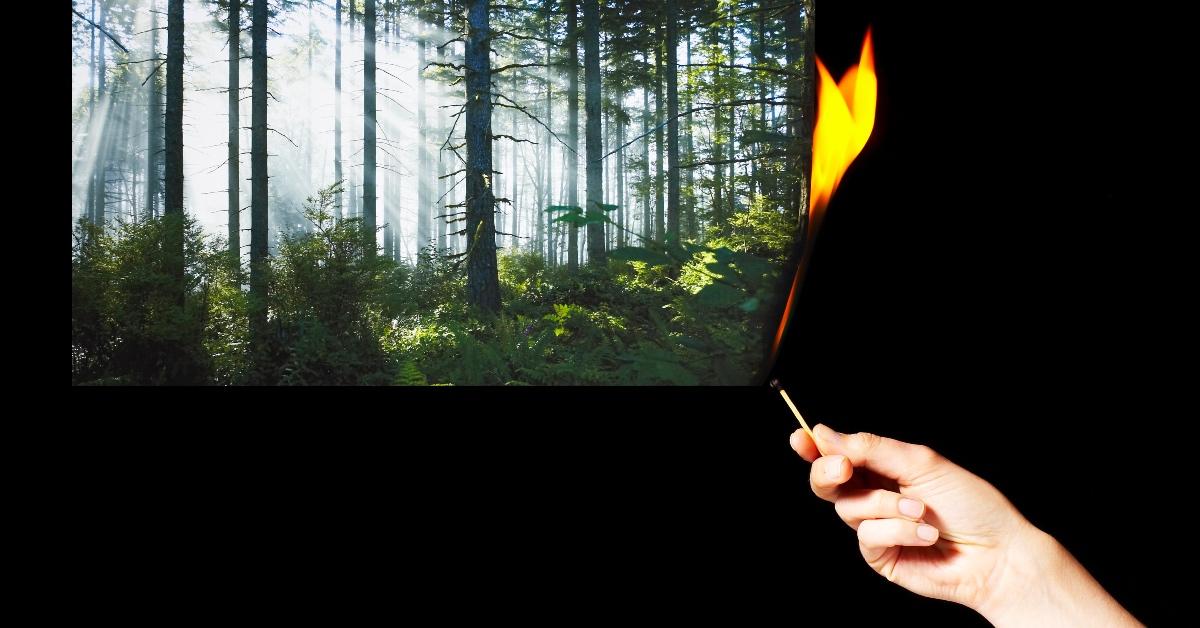 An image of a photo of a forest being set on fire 