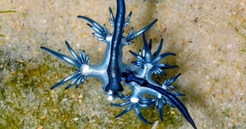 Two blue dragon sea slugs swimming in the ocean.
