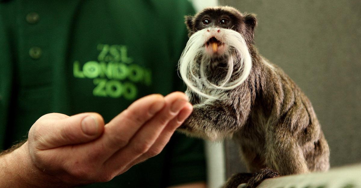 Dallas Zoo Missing Animals, Monkey Escape