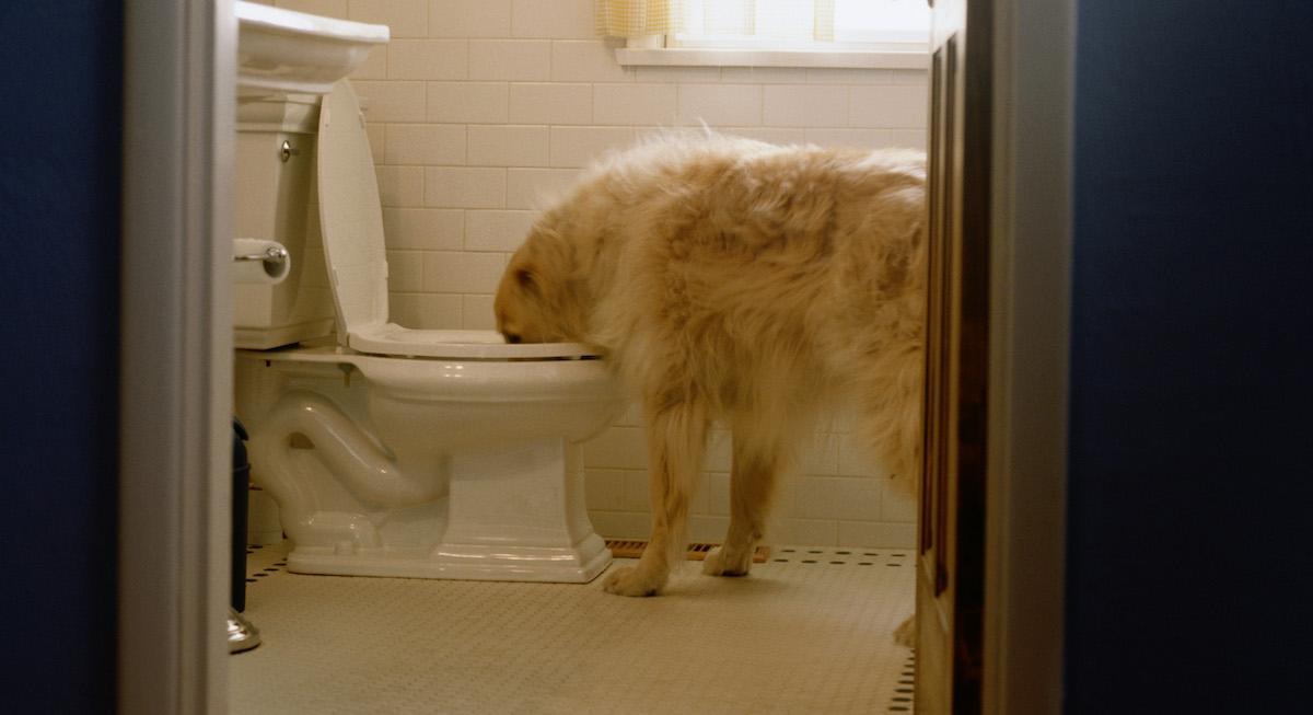 How to Cool Down a Dog