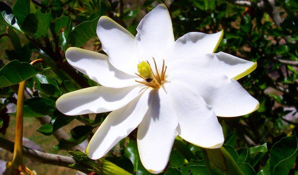 Forest Gardenia