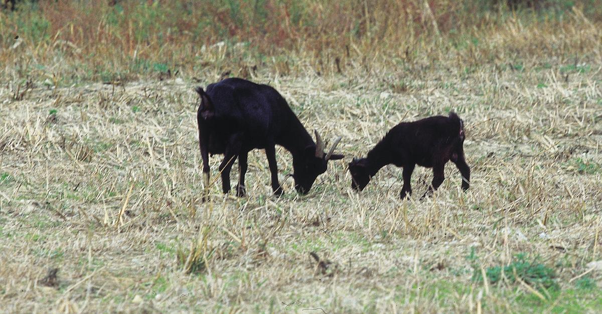 Goats Landscaping