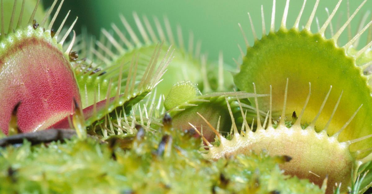 How to care for venus fly traps indoors