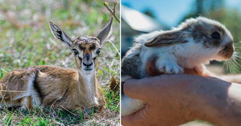 (L) A scared fawn lying in the brush of Masai Mara, Kenya. (R) A person holding a baby rabbit. (Representative Cover Image Source: Getty Images | (L) Gomez David, (R) Westend61)