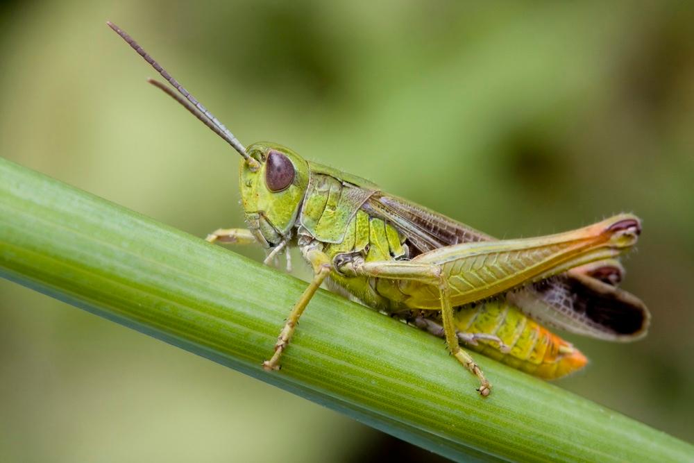 A closeup of a grasshopper on a stem. 