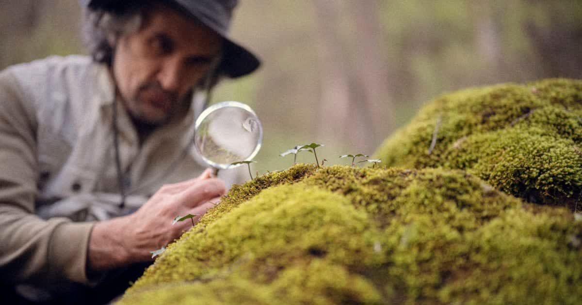 Scientist in a forest ecosystem using magnifying glass for in-depth research of moss. (Representative Cover Image Source: Getty Images | Daniel Balakov)