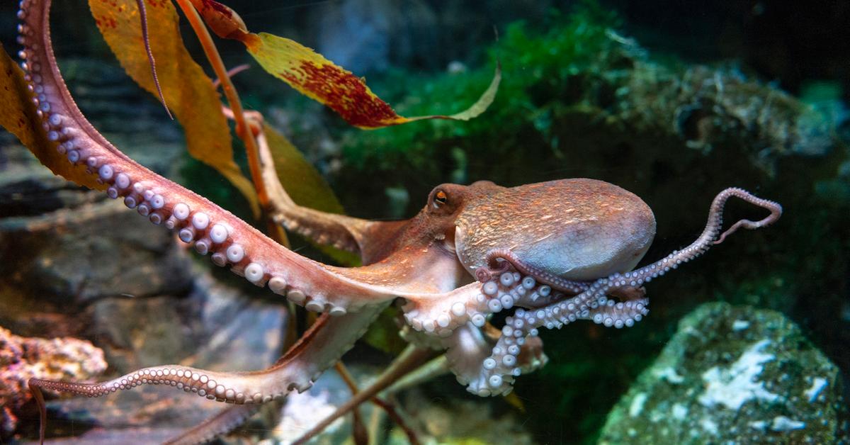 octopus beak