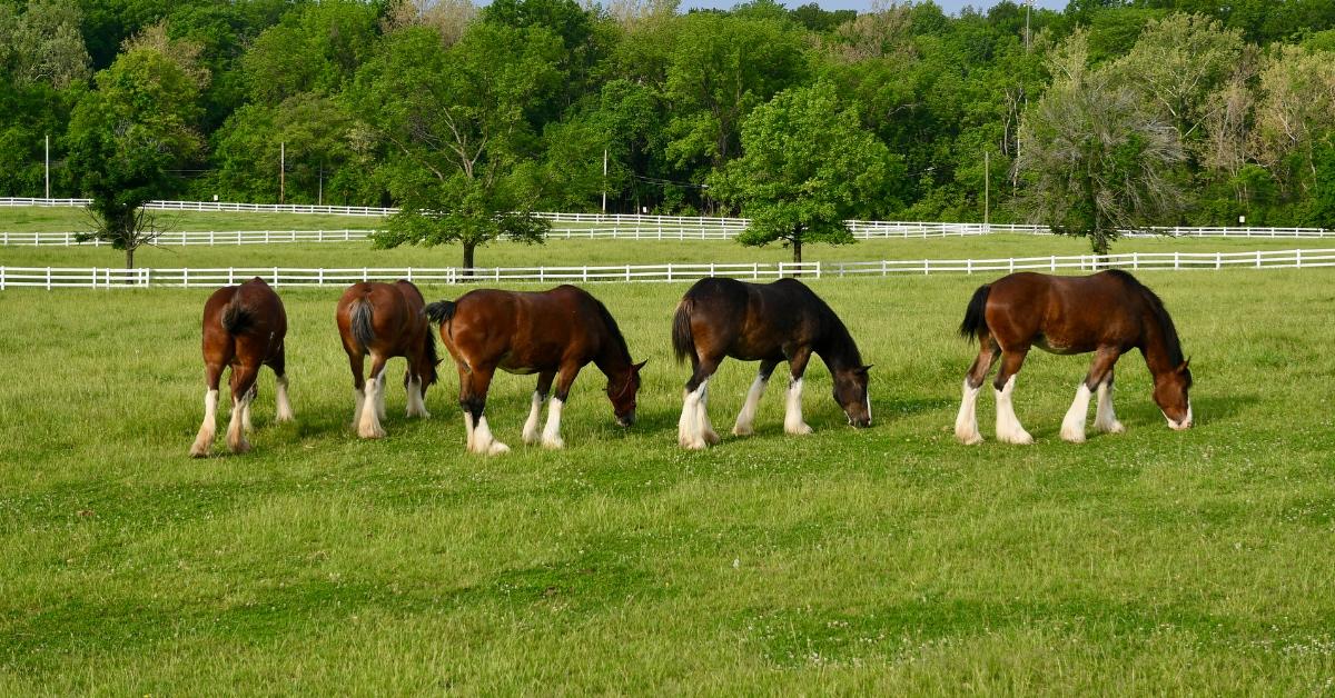 Anheuser-Busch Clydesdales grazing in a field