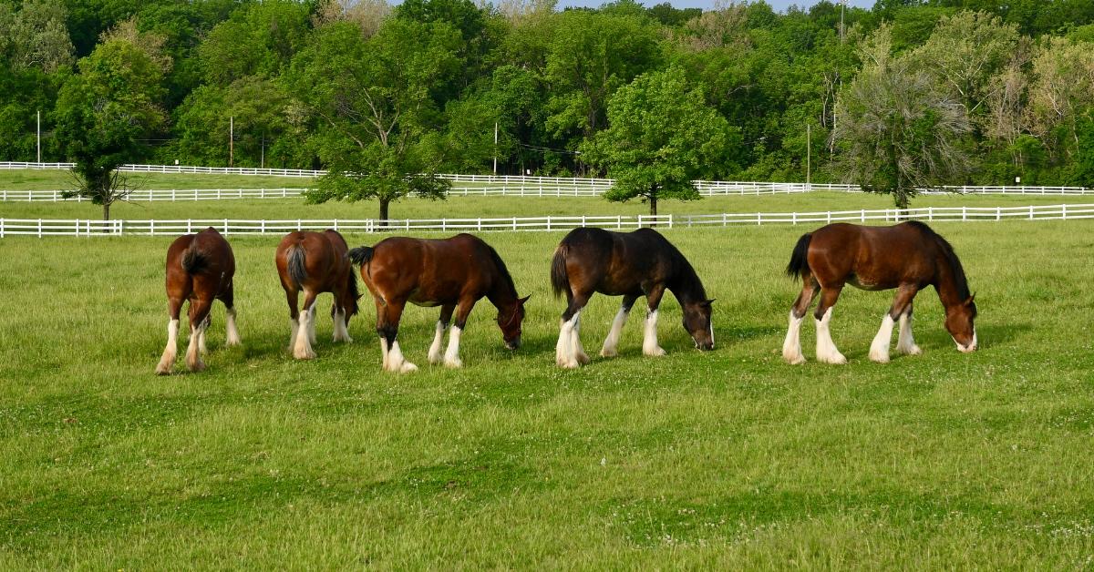 Budweiser, Clydesdales coming back to Super Bowl 56