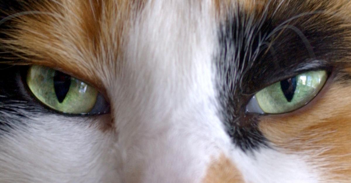 Why Your Cat Stares at You  