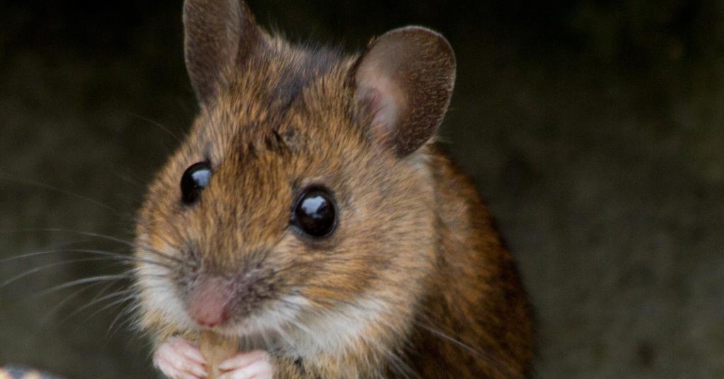 how to catch a mouse humanely 