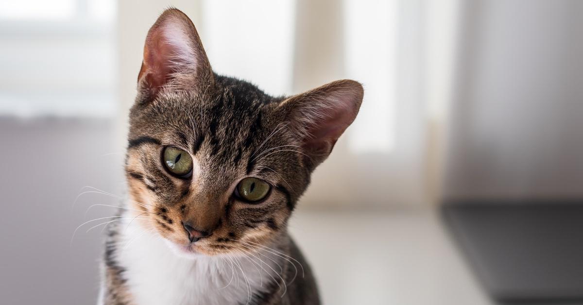 Adorable brown tabby kitten with green eyes looking at the camera.