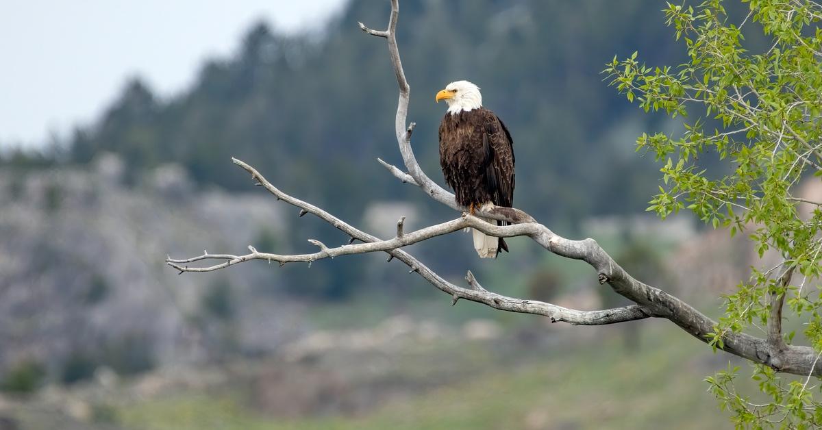 Bald eagle perched in a tree in Wyoming in Yellowstone National Park. 