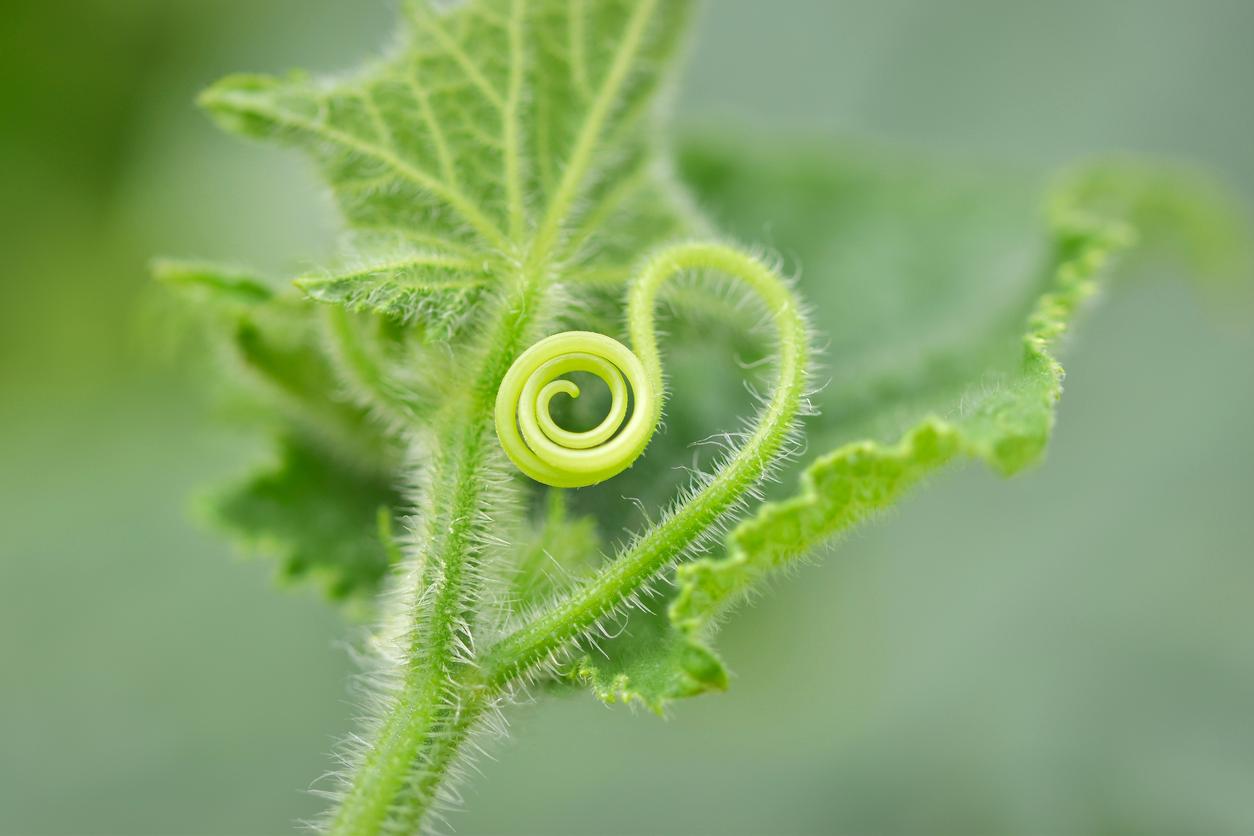 Vines growing on cucumber plant