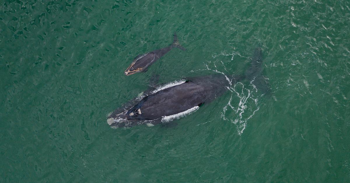 right whale calves