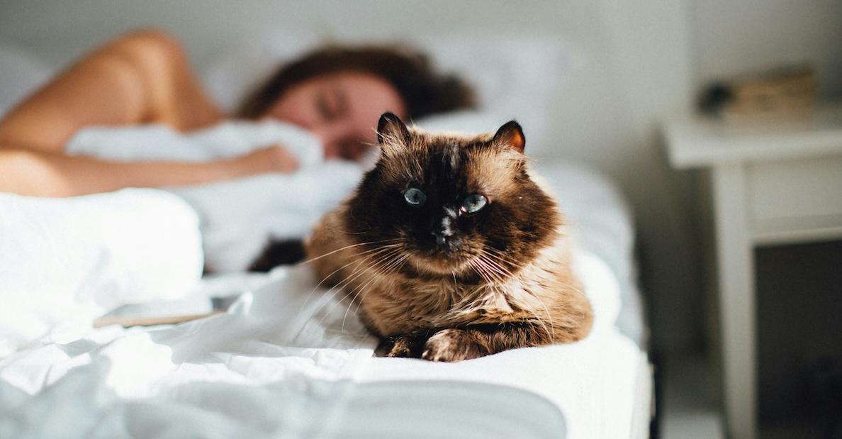 woman bed cat