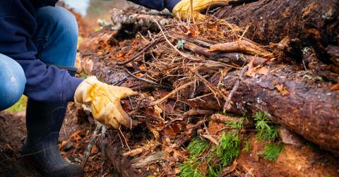 Gardener filling a hugelkultur garden