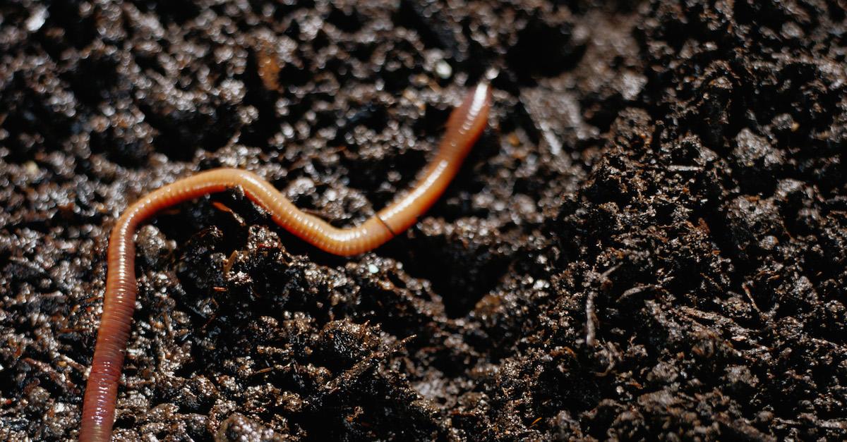 Possible U.K. Earthworm Decline Could Impact Soil, Birds, and Ecosystems