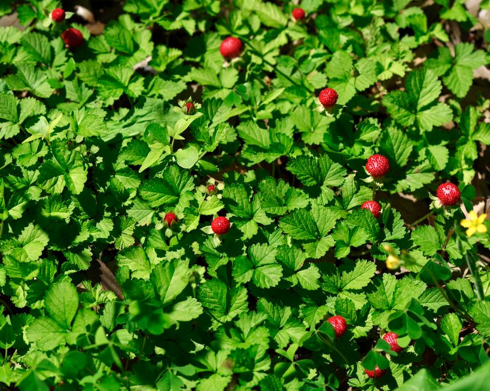 A bush of wild strawberries. 