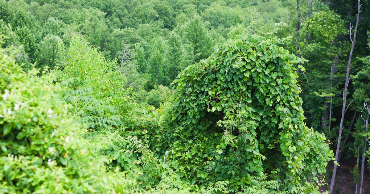 Where Do Kudzu Vines Come From Behind Fijis Highly Invasive Species