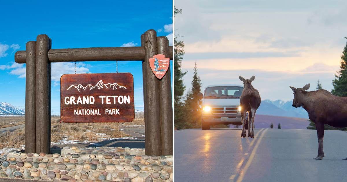 (L) Southern entrance of the Grand Teton National Park, (R) Moose standing on a road with a car (Representative Cover Image Source: Getty Images | (L) Cavan Images, (R) Ivica Gulija)