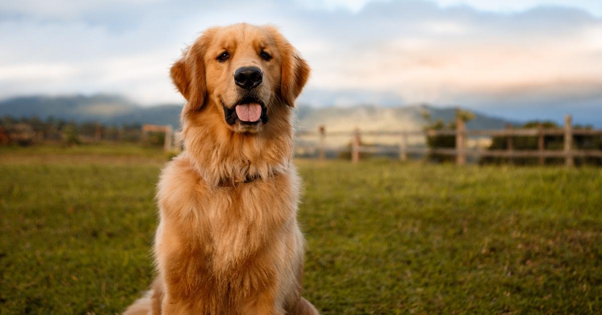 Golden retriever dog outside facing away from the sun.