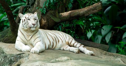 White tiger laying on a rock in a jungle habitat.