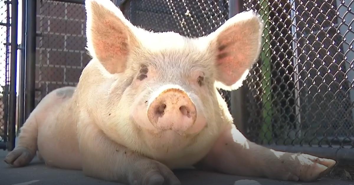 Man accused of slaughtering 400-pound pet pig named Princess that