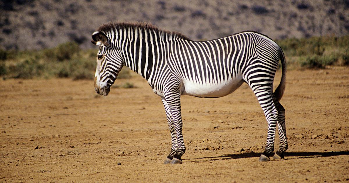 One zebra stands on dirt.