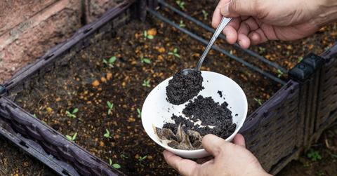 Close up of someone holding a bowl of coffee grounds outside near a garden bed.