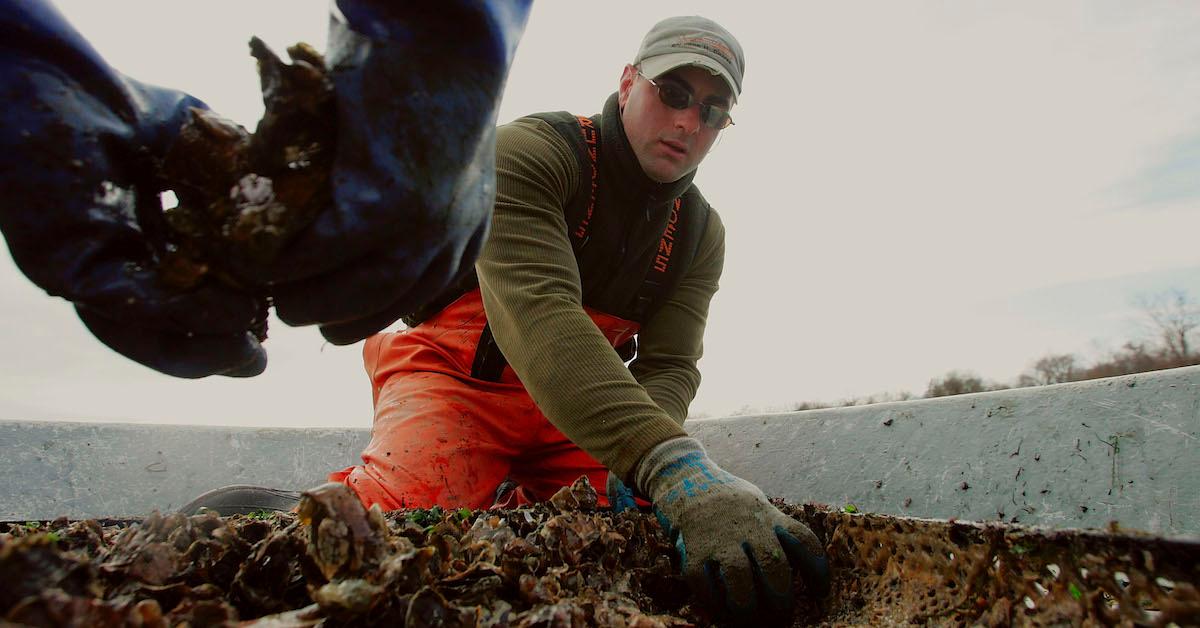 Oyster Conservation Programs