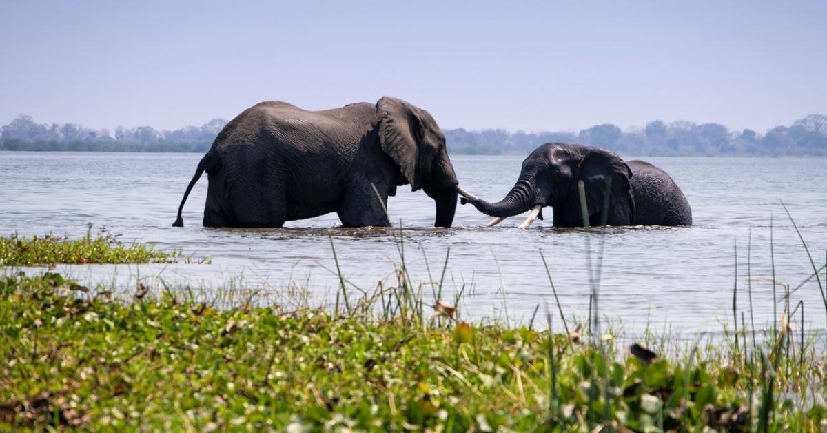 Why Endangered Species Matter