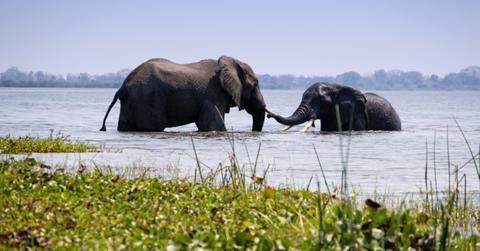 why endangered species mattercov