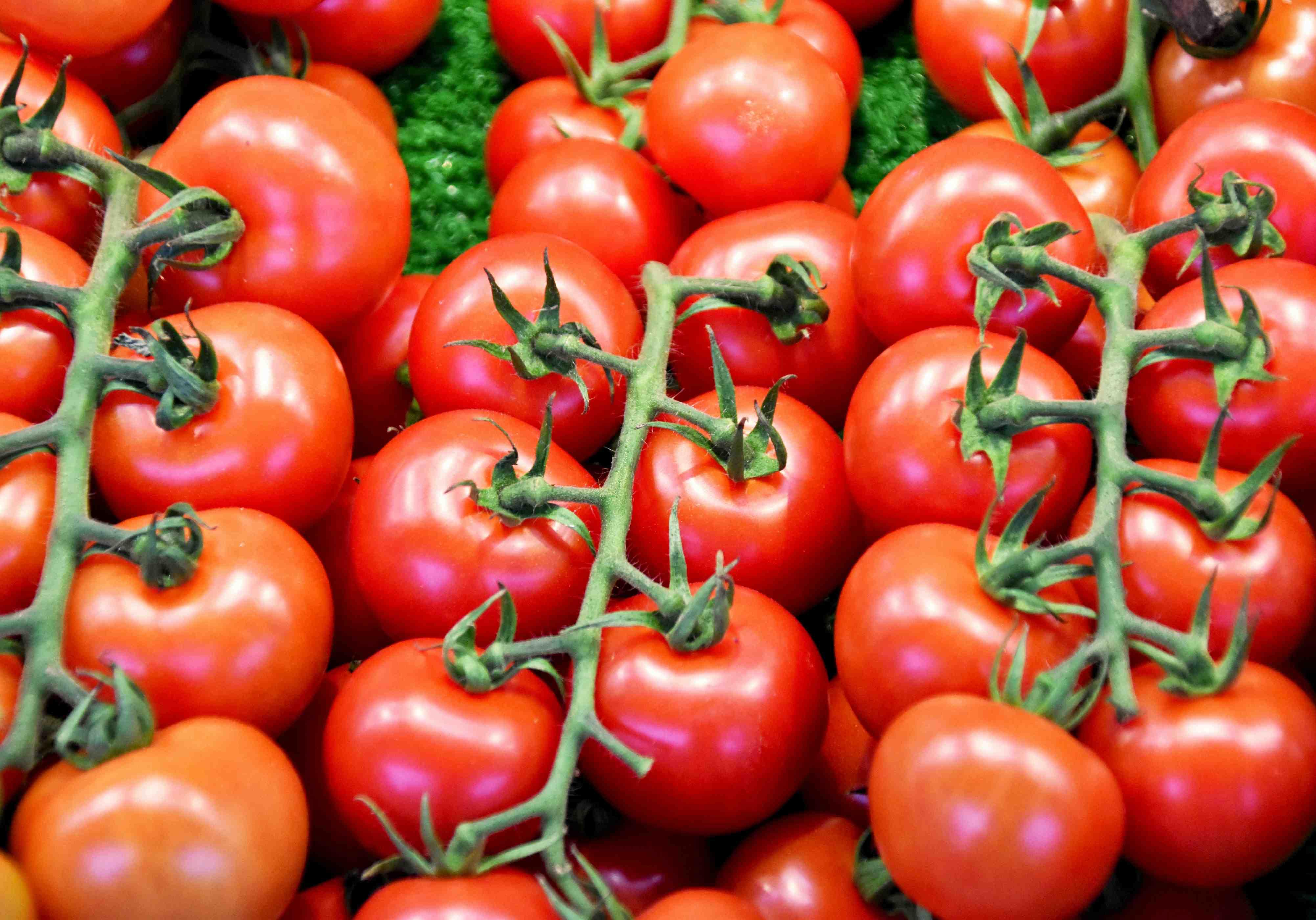 A bunch of tomatoes on the vine are stacked neatly next to one another.
