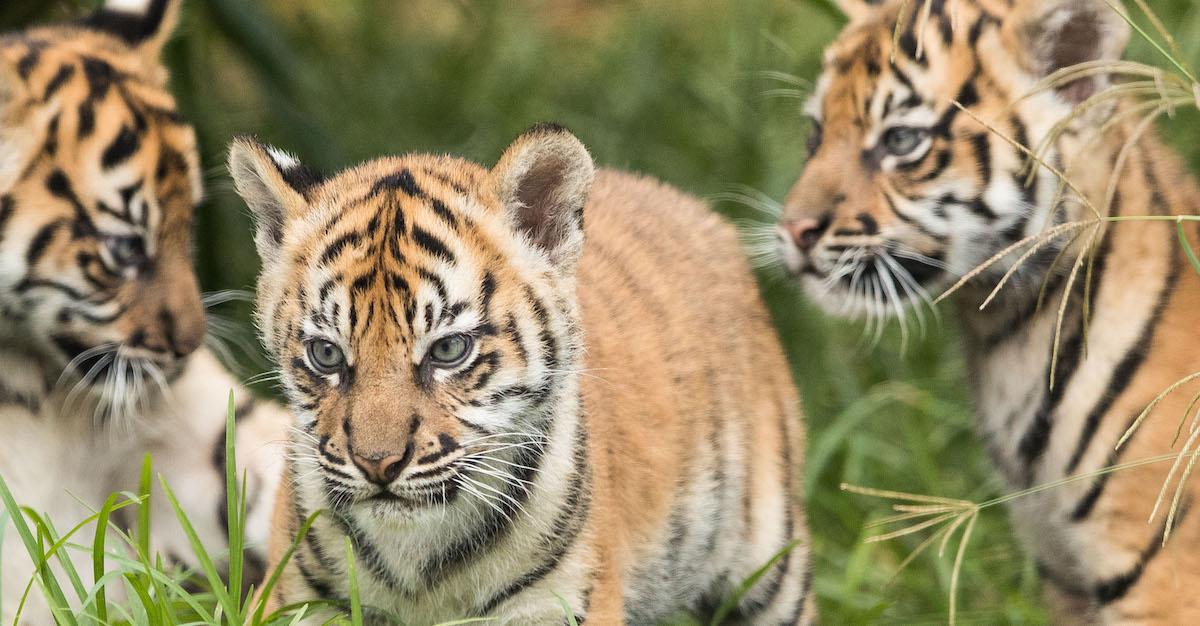 Sumatran Tigers Dying